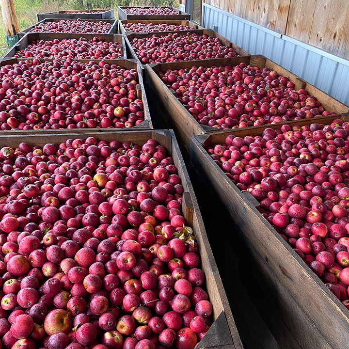 Presque Isle Farm now offering hard cider in Alpena News, Sports